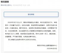 青岛动物园两只白虎打斗致一死